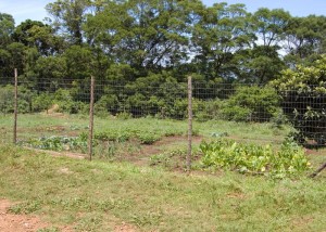 The Vegetable Patch